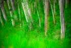 Forest of trees and grasses-Creative composite with soft focus Art Print